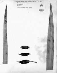 Rachicladosporium iridis image